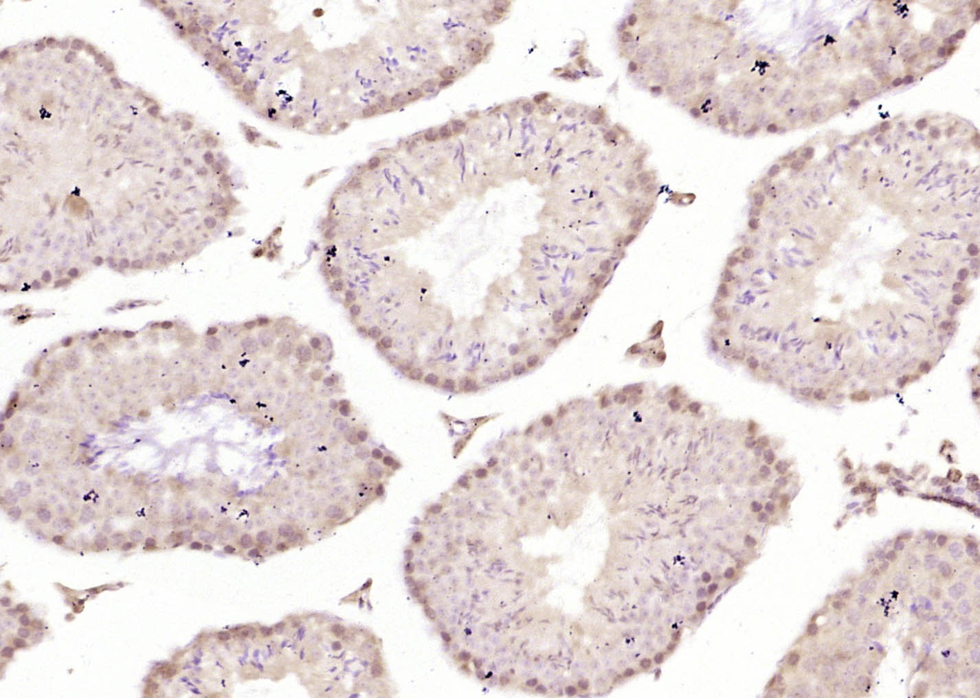 14 - SOX6 Rabbit pAb AP94126