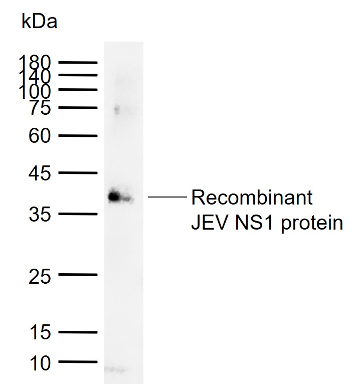 1 - JEV NS1 Rabbit pAb AP94128