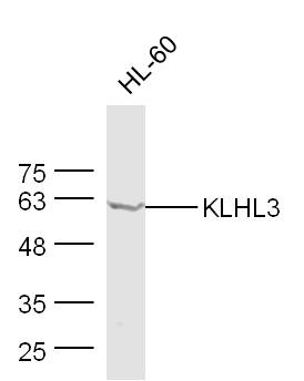 1 - KLHL3 Rabbit pAb AP94132