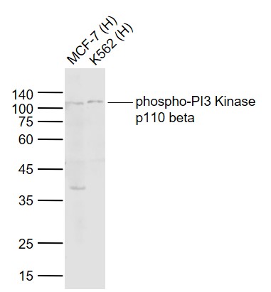 1 - phospho-PI3 Kinase p110 beta (Ser1070) Rabbit pAb AP94133