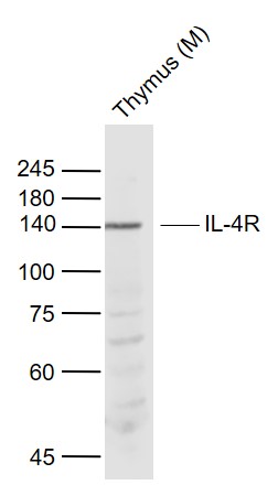 1 - IL-4R Rabbit pAb AP94140