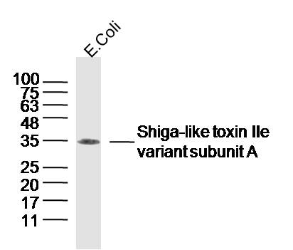 1 - Shiga-like toxin IIe variant subunit A Rabbit pAb AP94145
