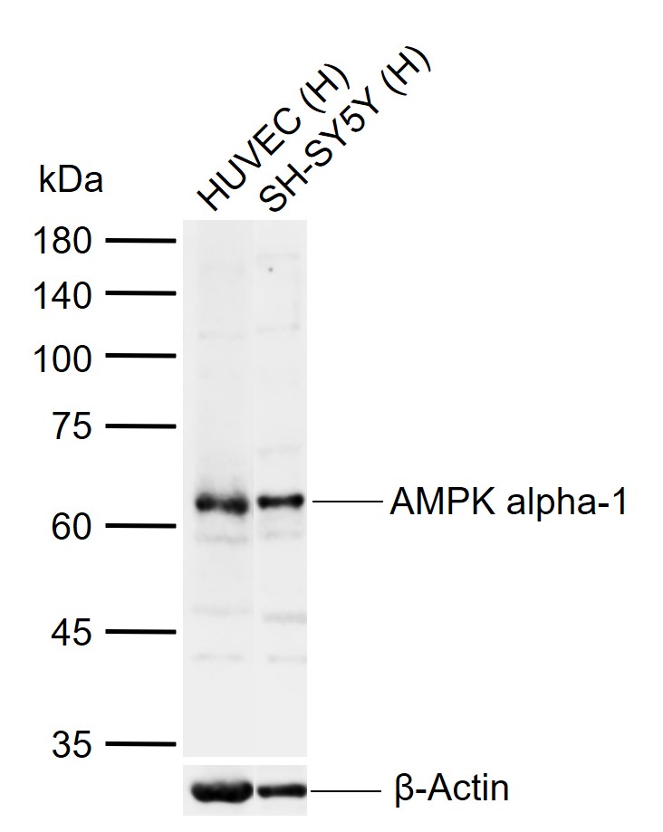 1 - AMPK alpha-1 Rabbit pAb AP94150