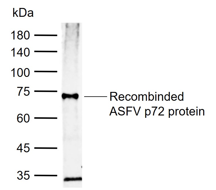 1 - ASFV p72 Rabbit pAb AP94151