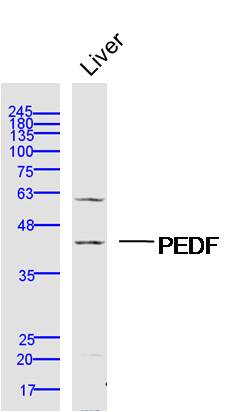 1 - PEDF Rabbit pAb AP94158