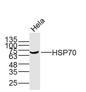 1 - HSP70 Mouse mAb AP94160