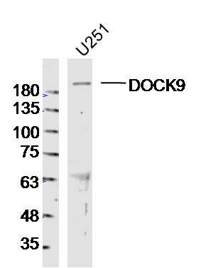 1 - DOCK9 Rabbit pAb AP94164