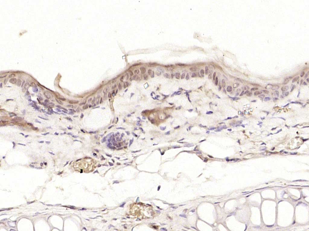 14 - PPHLN1 Rabbit pAb AP94165