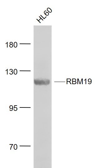 1 - RBM19 Rabbit pAb AP94166