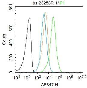 0 - Osteopontin Rabbit pAb AP94167