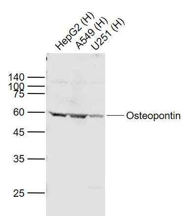 1 - Osteopontin Rabbit pAb AP94167