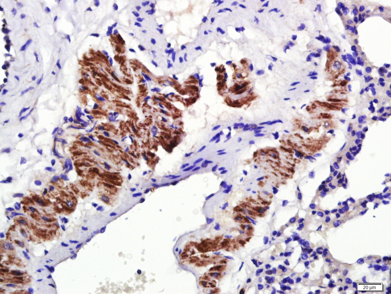 14 - Osteopontin Rabbit pAb AP94167