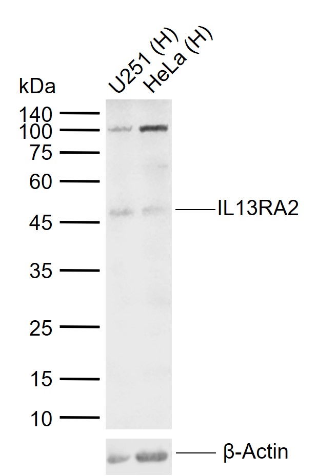 1 - IL13RA2 Rabbit pAb AP94178