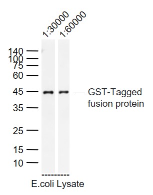 1 - GST tag Mouse mAb AP94179