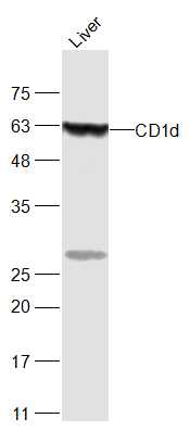 1 - CD1d Rabbit pAb AP94181