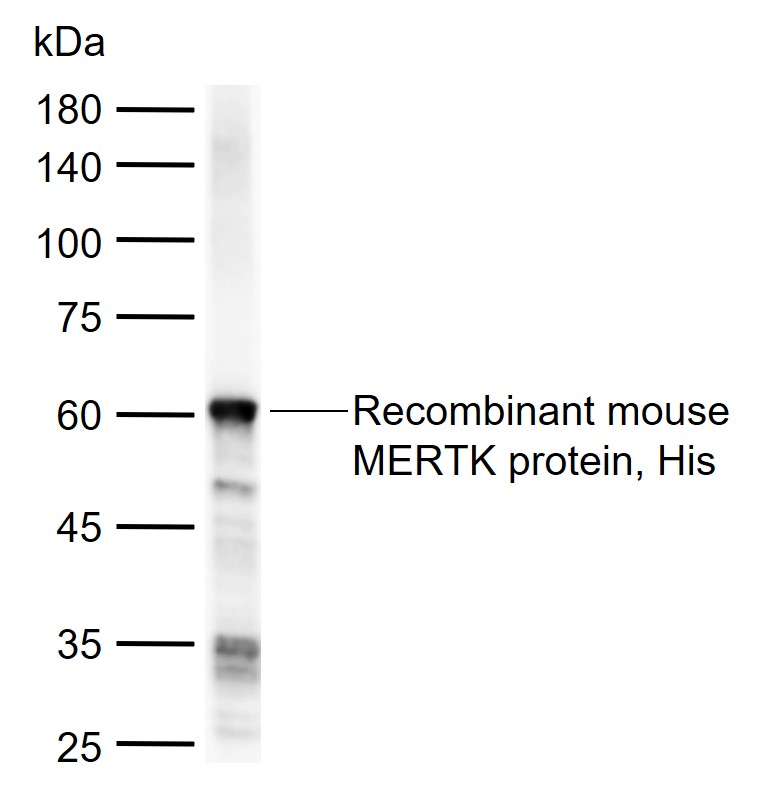 1 - MERTK Rabbit pAb AP94184