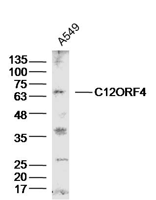 1 - C12ORF4 Rabbit pAb AP94195