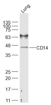 1 - CD14 Rabbit pAb AP94199