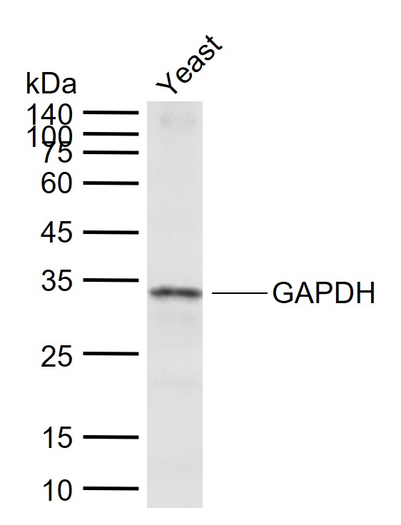 1 - GAPDH (Yeast) Rabbit pAb, Loading Control AP94200