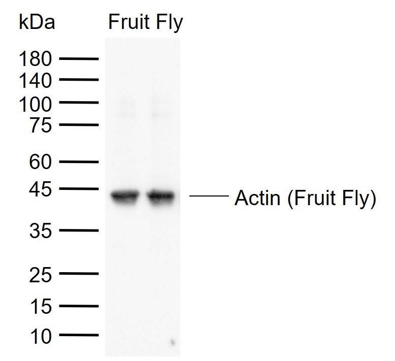 1 - Beta Actin (Fruit Fly) Rabbit pAb, Loading Control AP94202