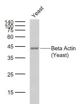 1 - Beta Actin (Yeast) Rabbit pAb, Loading Control AP94203