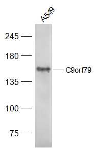 1 - C9orf79 Rabbit pAb AP94207
