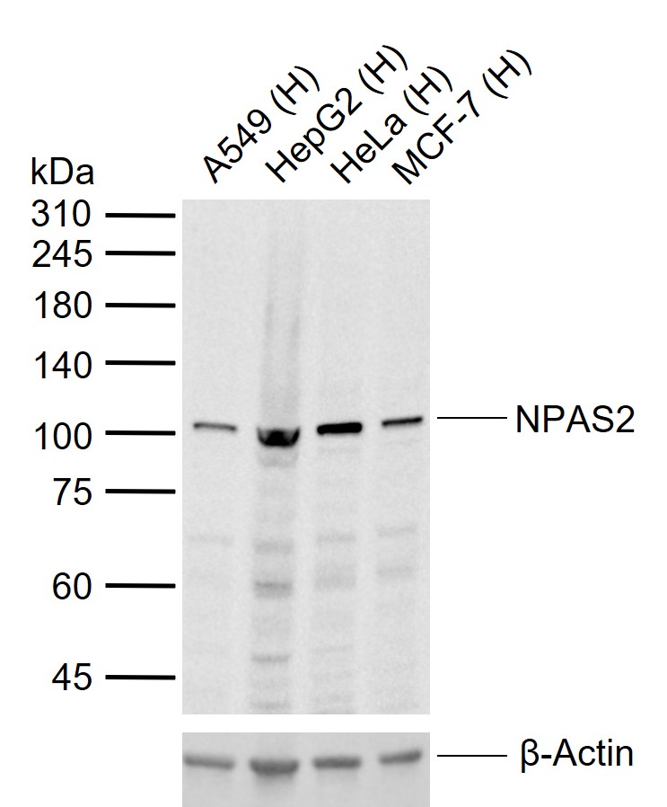 1 - NPAS2 Rabbit pAb AP94210