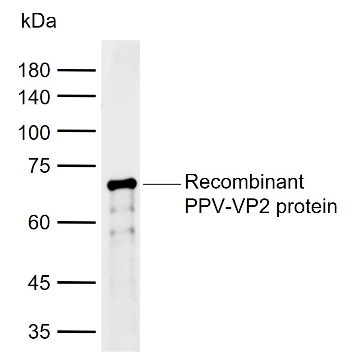 1 - PPV VP2 Rabbit pAb AP94212