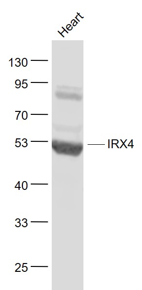 1 - IRX4 Rabbit pAb AP94214