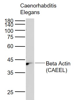 1 - Beta Actin (CAEEL) Rabbit pAb AP94219