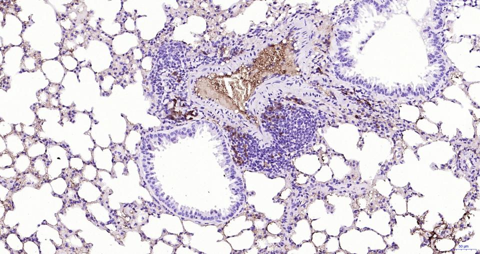 14 - mouse Ly-6C Rat mAb AP94224