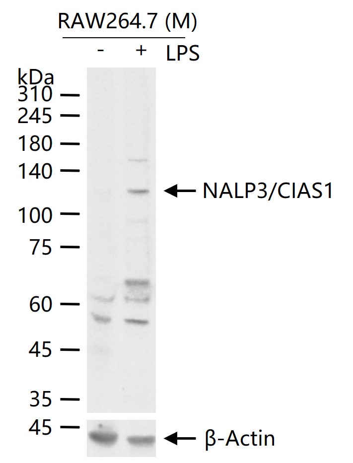 1 - NALP3/CIAS1 Rabbit pAb AP94237