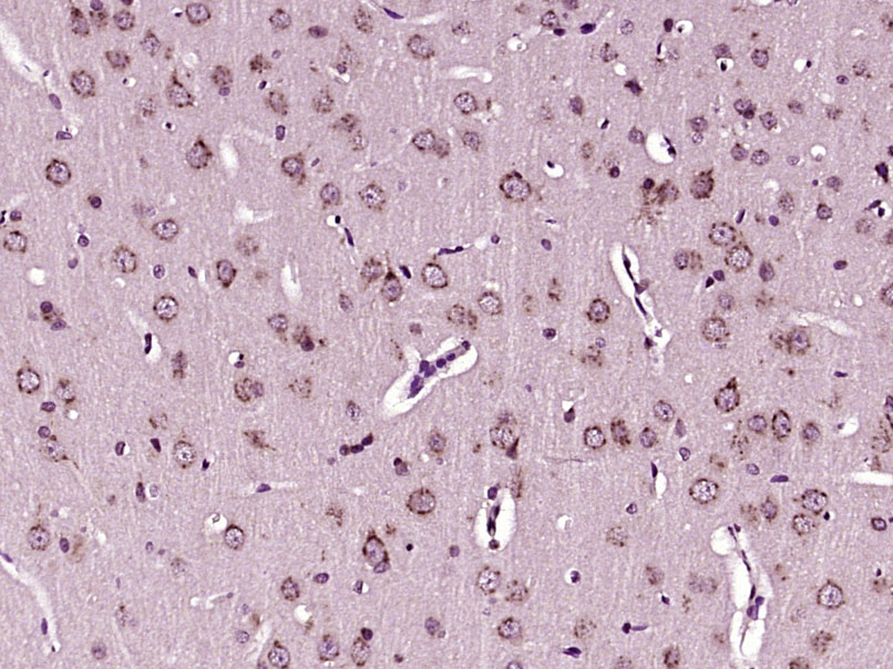14 - Heme Oxygenase 1 Rabbit pAb AP94240