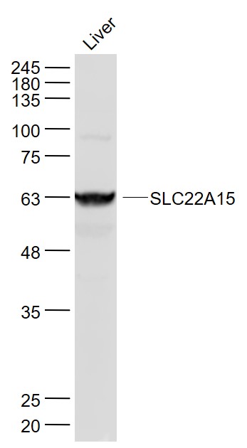 1 - SLC22A15 Rabbit pAb AP94241