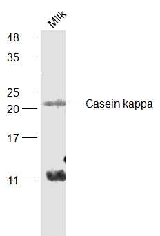1 - Casein kappa Rabbit pAb AP94252