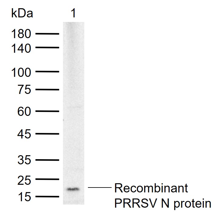 1 - PRRSV N Rabbit pAb AP94253