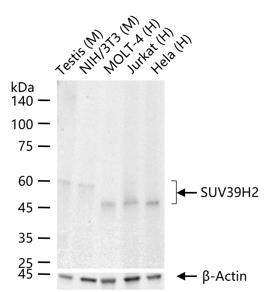 1 - SUV39H2 Recombinant Rabbit mAb AP94254