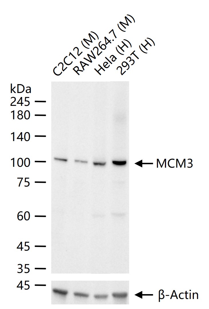 1 - MCM3 Recombinant Rabbit mAb AP94260
