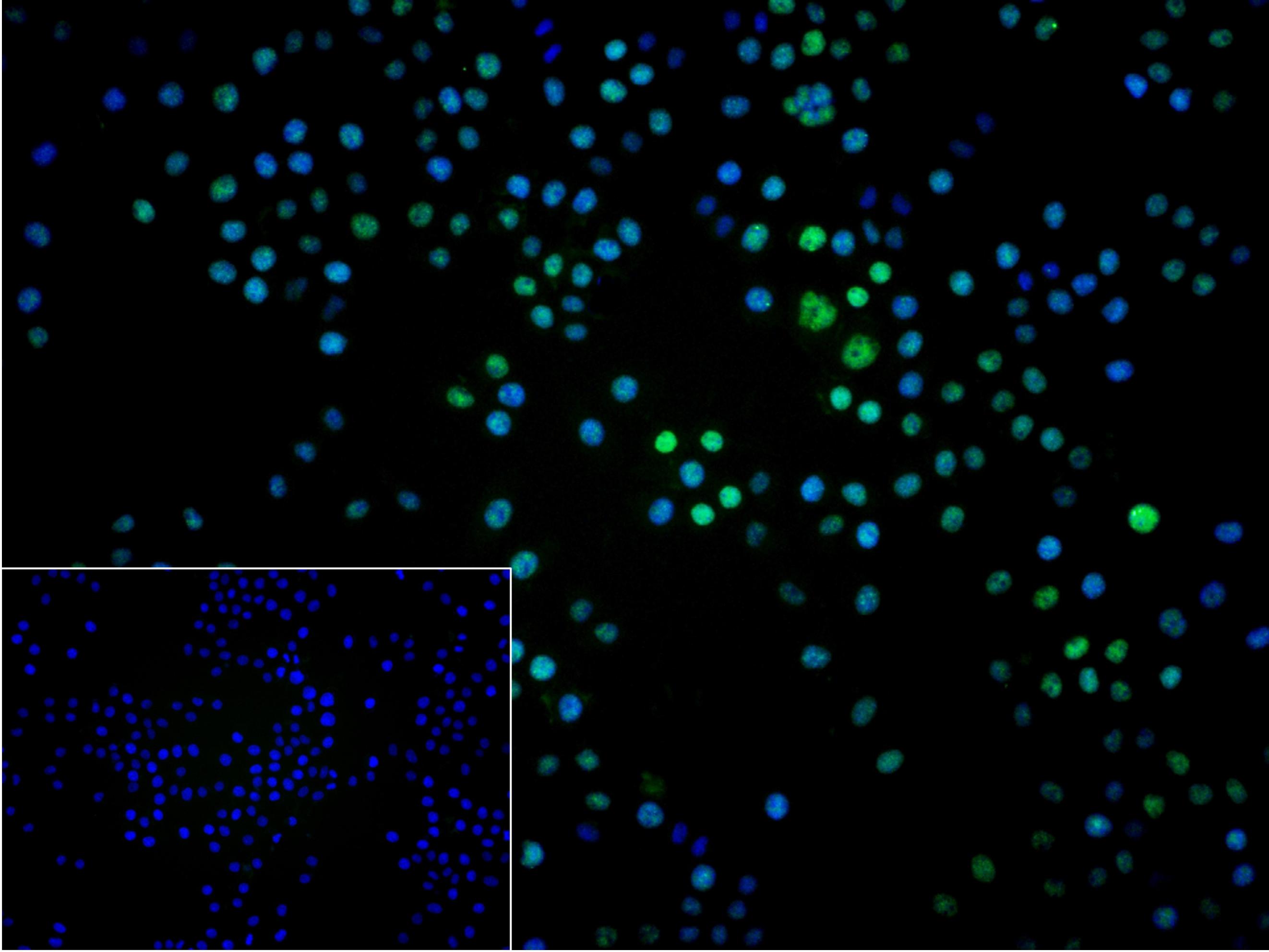 0 - RPA2 Recombinant Rabbit mAb AP94262