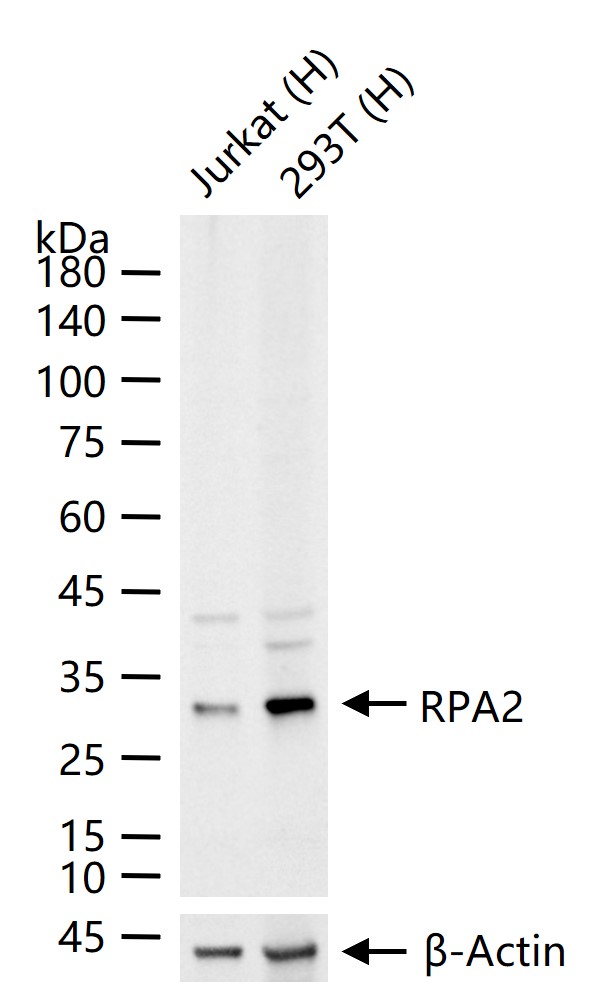 1 - RPA2 Recombinant Rabbit mAb AP94262