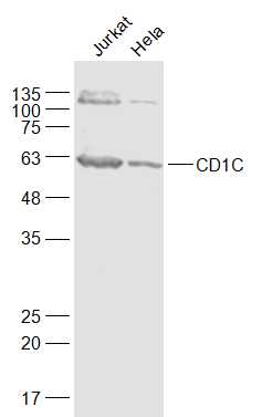 1 - CD1C Rabbit pAb AP94269