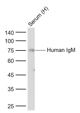 1 - Human IgM Recombinant Rabbit mAb AP94270