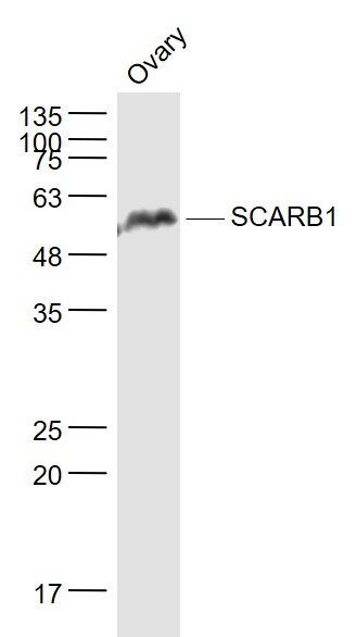1 - SCARB1/Scavenger Receptor BI Rabbit pAb AP94272