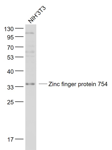 1 - Zinc finger protein 754 Rabbit pAb AP94273