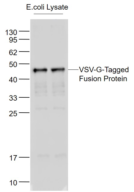 1 - VSV-G tag Rabbit pAb AP94294