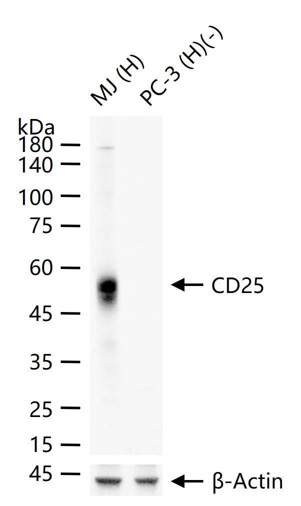 1 - CD25 Recombinant Rabbit mAb AP94312