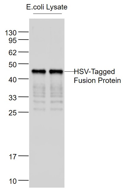 1 - HSV-Tag Mouse mAb AP94334