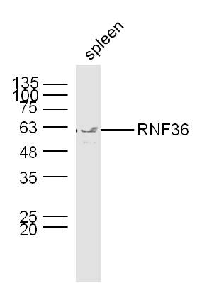 1 - RNF36 Rabbit pAb AP94338