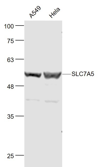 1 - SLC7A5 Rabbit pAb AP94341