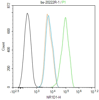 0 - NR1D1 Rabbit pAb AP94362